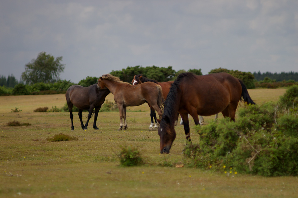 horse-group