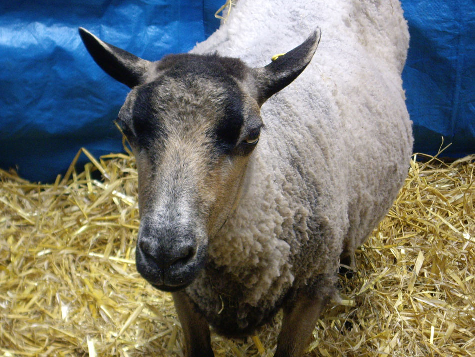 shetland-sheepie