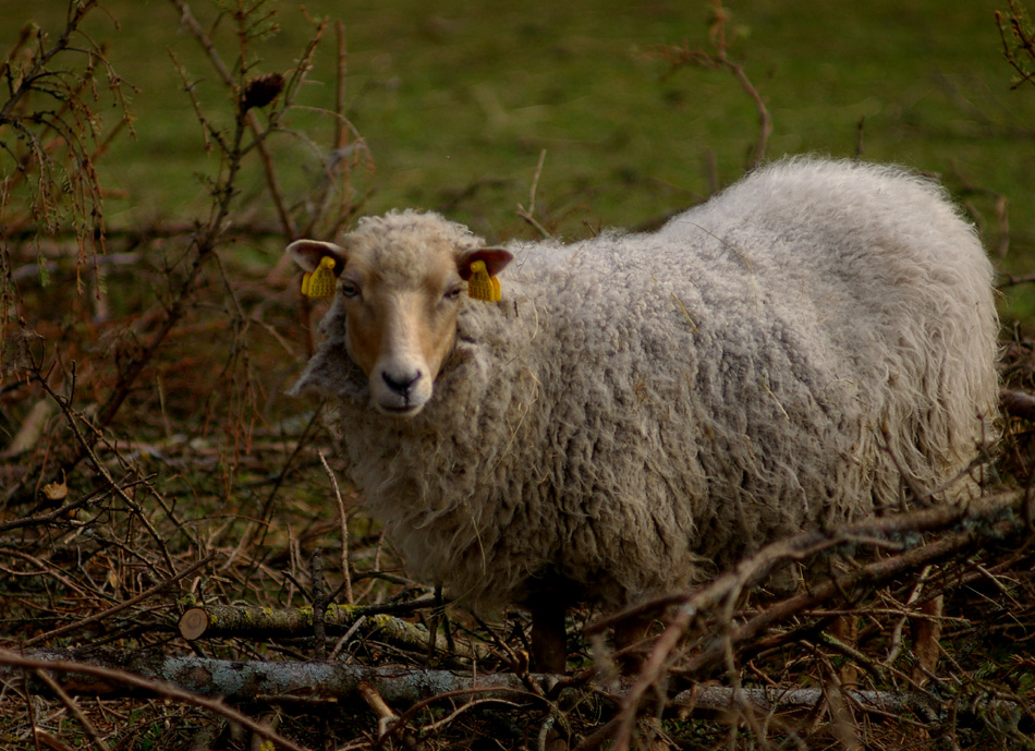 sheep1