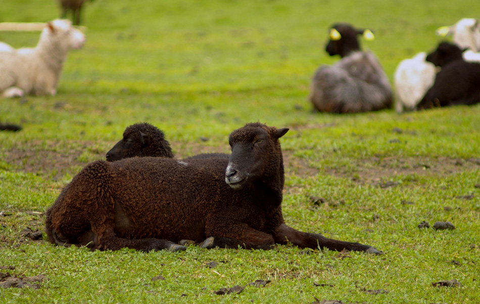 Estonian-native-sheep