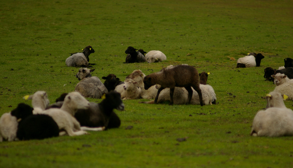 eesti-lammas