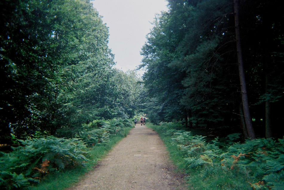 23-new-forest