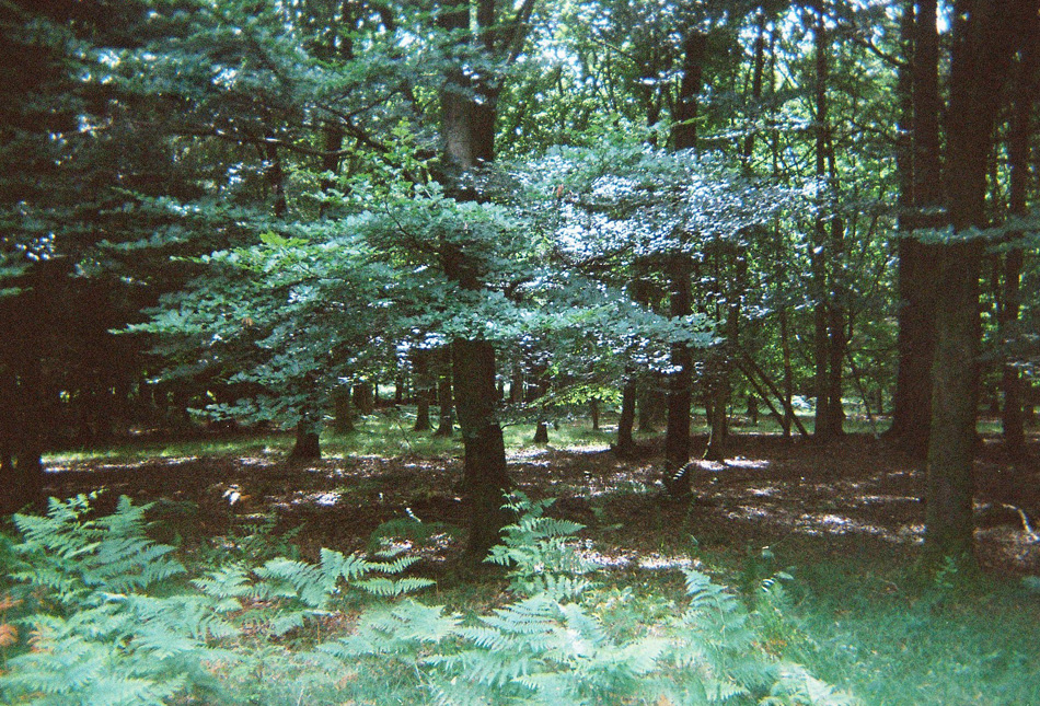 24-new-forest