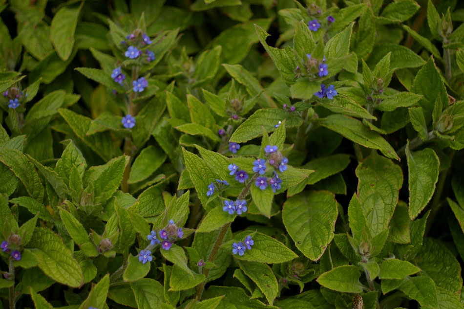 10-bugloss-blue