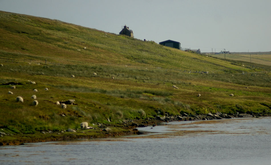 04-grazing-shetland-sheep