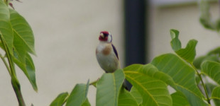 The Goldfinch