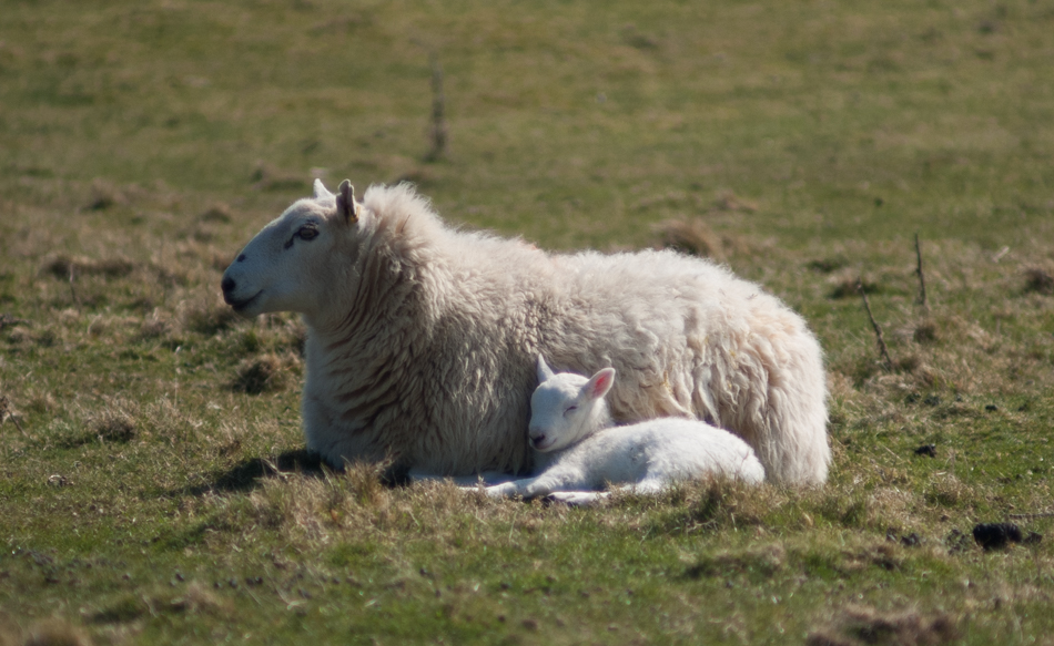 ewe with lamb-1